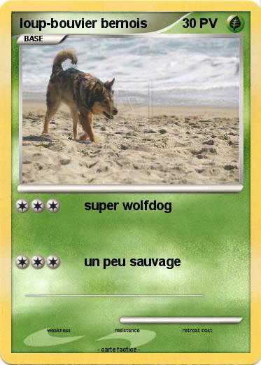 Pokemon loup-bouvier bernois