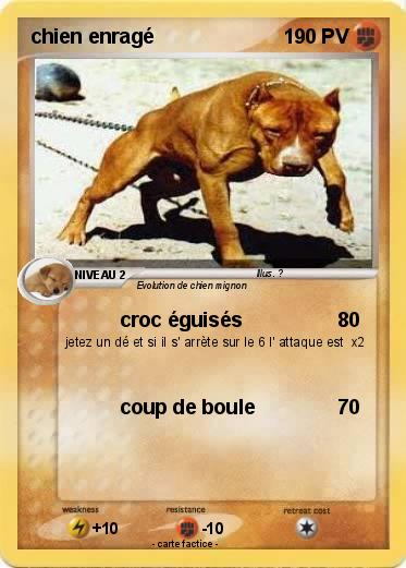 Pokemon chien enragé