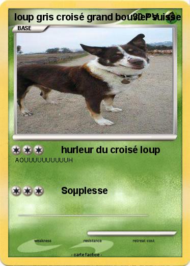 Pokemon loup gris croisé grand bouvier suisse