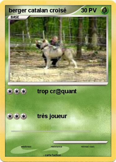 Pokemon berger catalan croisé