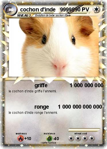 Pokemon cochon d'inde   99999