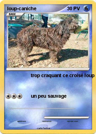 Pokemon loup-caniche