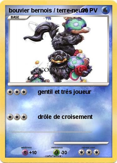 Pokemon bouvier bernois / terre-neuve