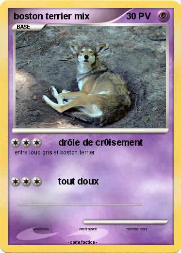 Pokemon boston terrier mix