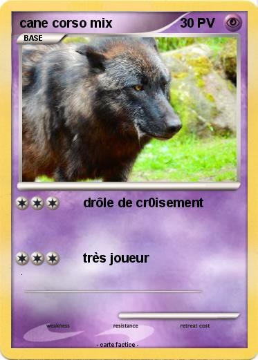 Pokemon cane corso mix