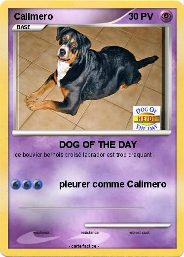 Pokemon Calimero