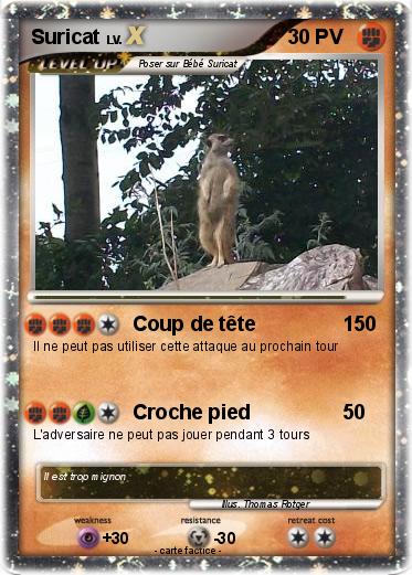 Pokemon Suricat