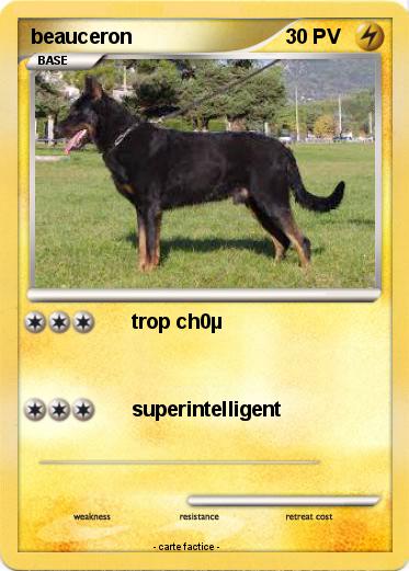 Pokemon beauceron