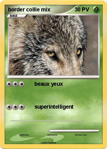 Pokemon border collie mix