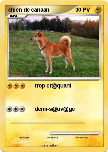 Pokemon chien de canaan