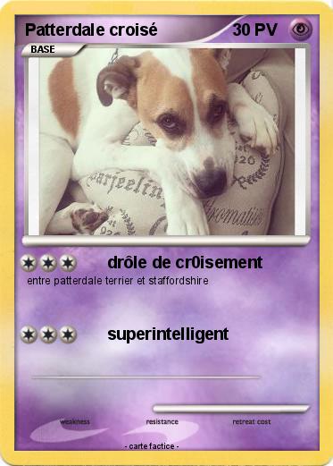 Pokemon Patterdale croisé