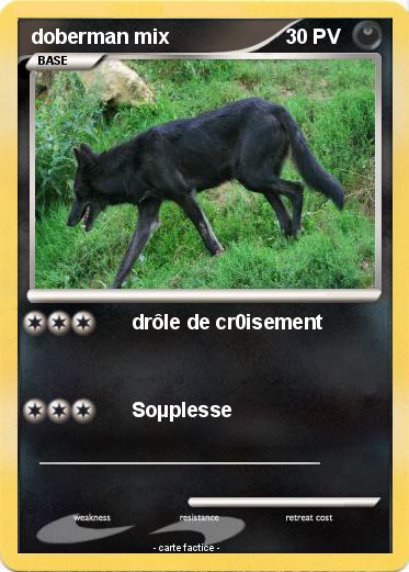 Pokemon doberman mix