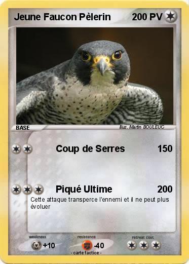 Pokemon Jeune Faucon Pèlerin