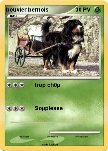 Pokemon bouvier bernois