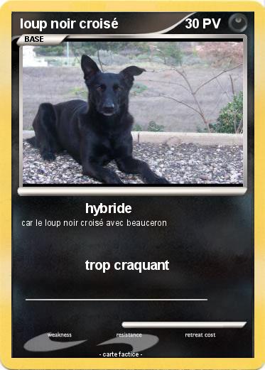 Pokemon loup noir croisé