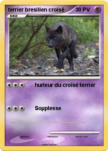 Pokemon terrier bresilien croisé