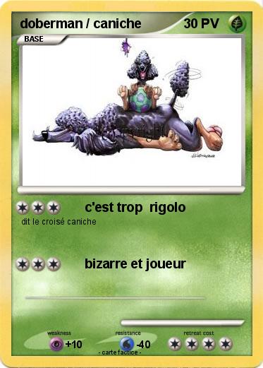 Pokemon doberman / caniche