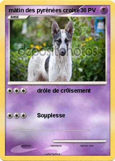 Pokemon mâtin des pyrénées croisé
