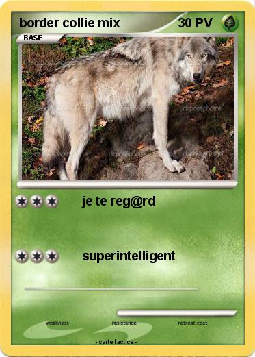 Pokemon border collie mix