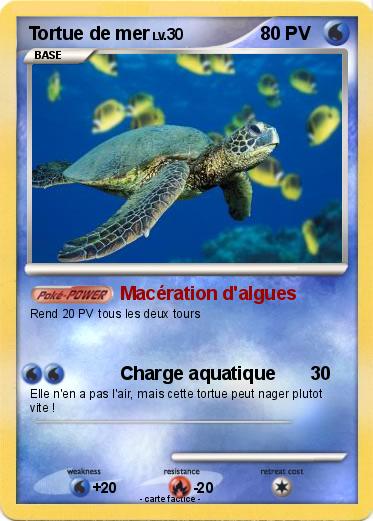 Pokemon Tortue de mer
