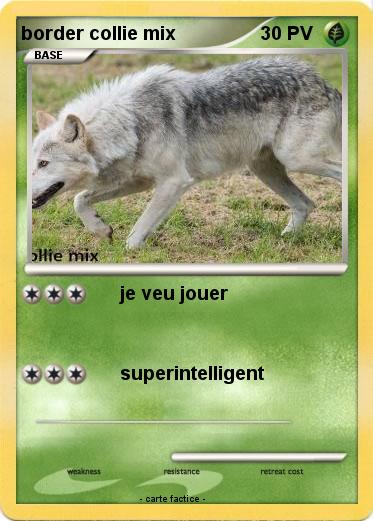 Pokemon border collie mix