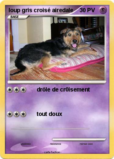 Pokemon loup gris croisé airedale