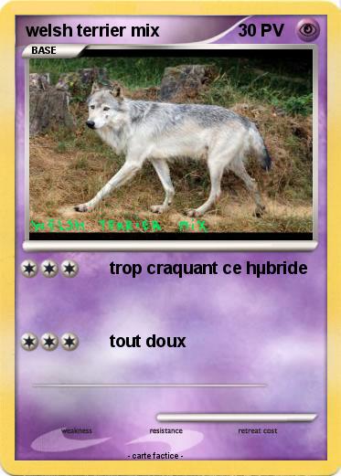 Pokemon welsh terrier mix