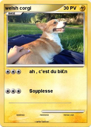 Pokemon welsh corgi