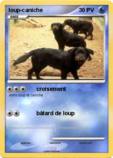 Pokemon loup-caniche