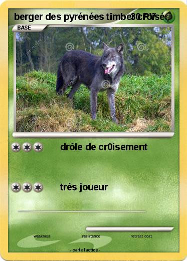 Pokemon berger des pyrénées timber croisé