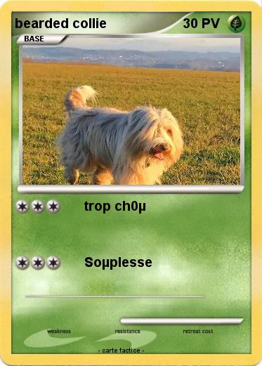 Pokemon bearded collie