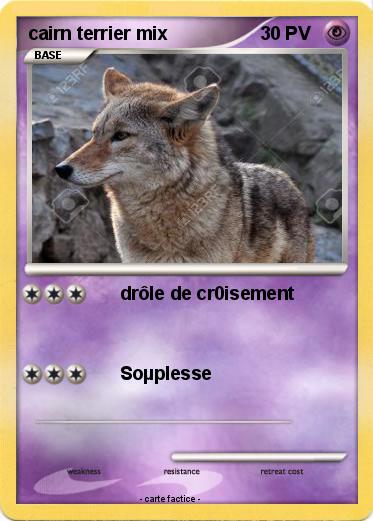 Pokemon cairn terrier mix