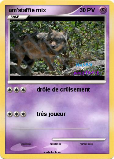 Pokemon am'staffie mix