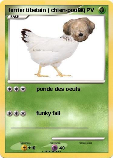 Pokemon terrier tibetain ( chien-poule )