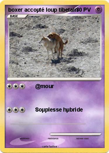 Pokemon boxer accoµté loup tibetain
