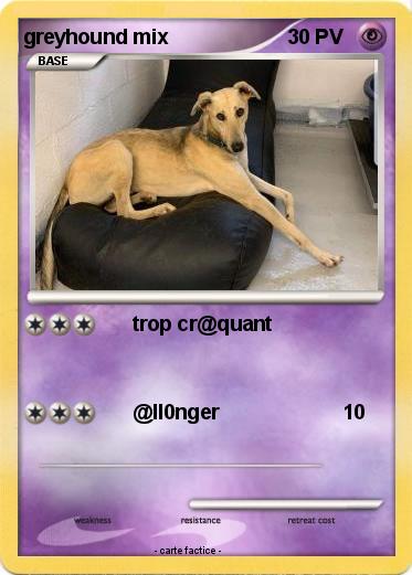 Pokemon greyhound mix