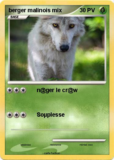 Pokemon berger malinois mix
