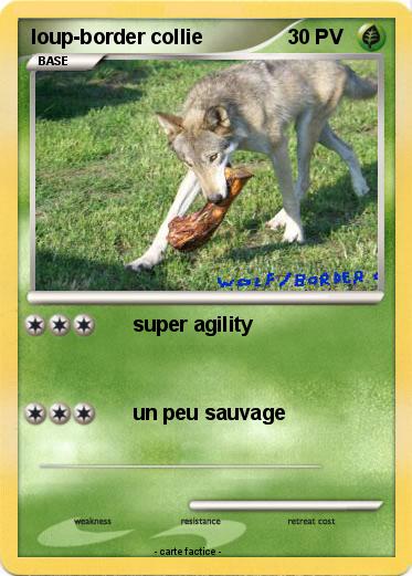 Pokemon loup-border collie