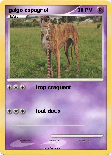 Pokemon galgo espagnol