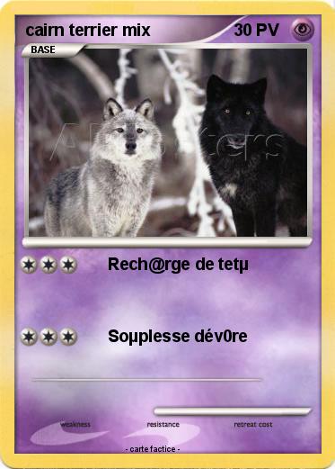 Pokemon cairn terrier mix