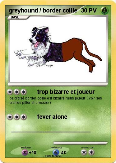 Pokemon greyhound / border collie
