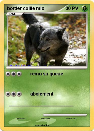 Pokemon border collie mix