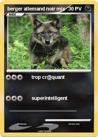 Pokemon berger allemand noir mix