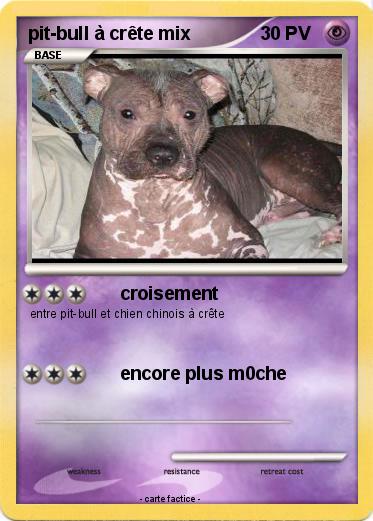 Pokemon pit-bull à crête mix