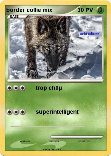 Pokemon border collie mix