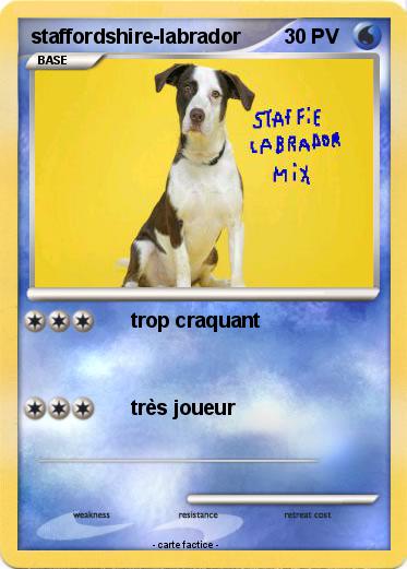 Pokemon staffordshire-labrador