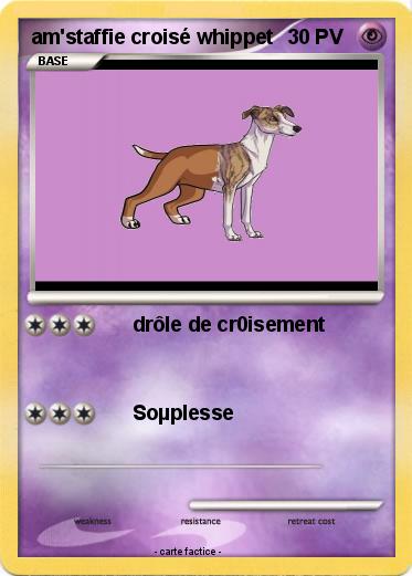 Pokemon am'staffie croisé whippet