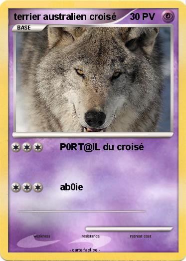 Pokemon terrier australien croisé