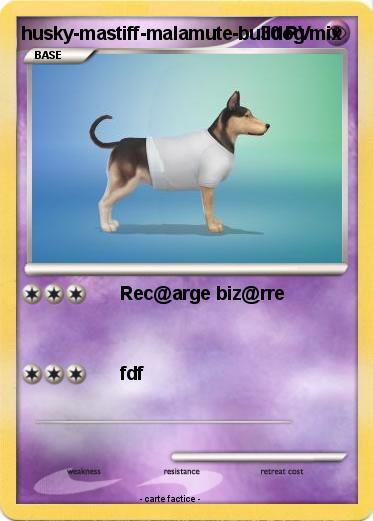 Pokemon husky-mastiff-malamute-bulldog mix