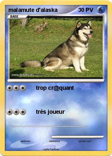 Pokemon malamute d'alaska